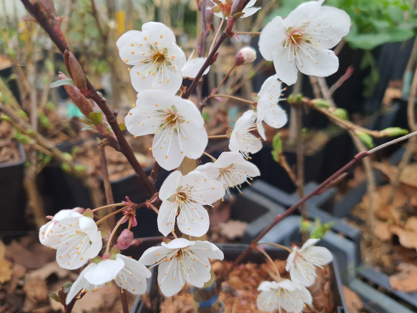 Prunus cerasifera 'Trailblazer' - Herrenkamper Gärten - Pflanzenraritäten