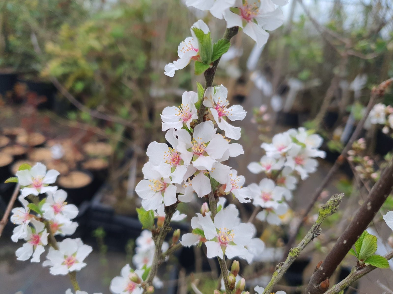 Prunus cerasifera 'Trailblazer' - Herrenkamper Gärten - Pflanzenraritäten