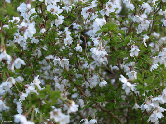 Prunus incisa 'Kojou - no - mai' - Herrenkamper Gärten - Pflanzenraritäten