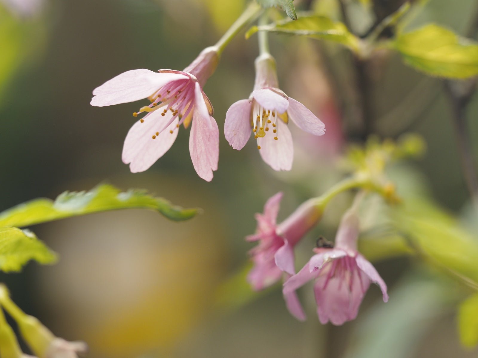 Prunus incisa 'Paean' - Herrenkamper Gärten - Pflanzenraritäten