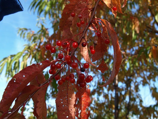 Prunus pensylvanica - Herrenkamper Gärten - Pflanzenraritäten