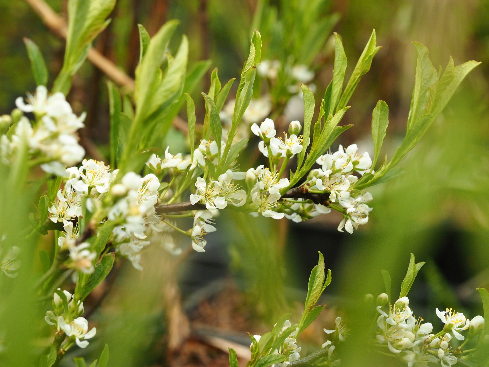 Prunus pumila depressa - Herrenkamper Gärten - Pflanzenraritäten