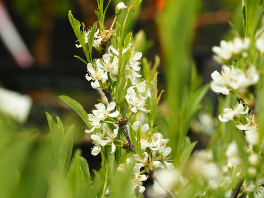 Prunus pumila depressa - Herrenkamper Gärten - Pflanzenraritäten