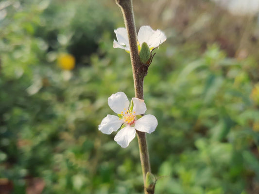 Prunus tomentosa - Herrenkamper Gärten - Pflanzenraritäten