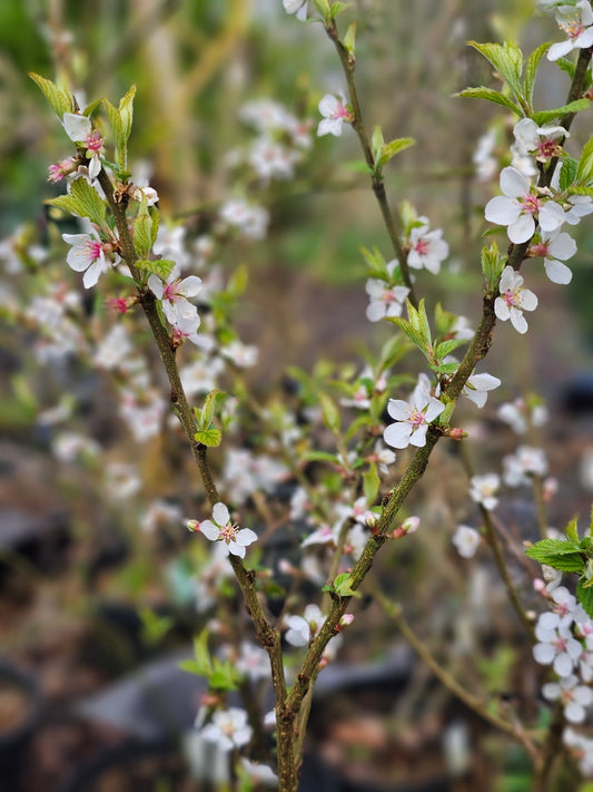 Prunus tomentosa 'Orient' - Herrenkamper Gärten - Pflanzenraritäten