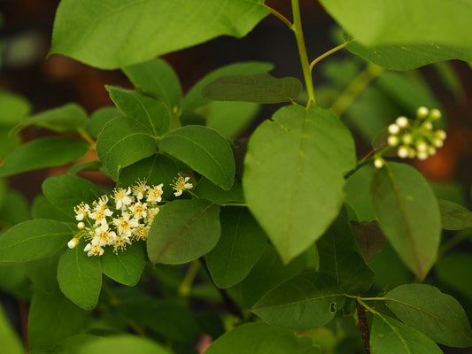 Prunus virginiana - Herrenkamper Gärten - Pflanzenraritäten