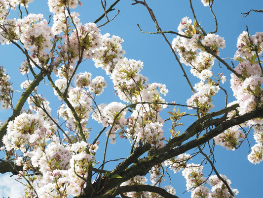 Prunus yedoensis - Herrenkamper Gärten - Pflanzenraritäten