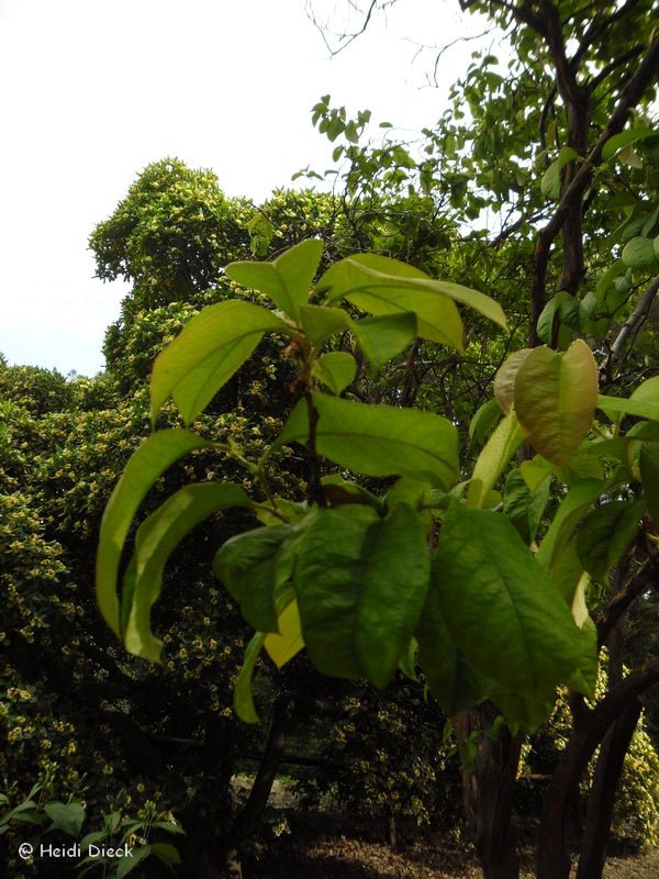 Pseudocydonia sinensis - Herrenkamper Gärten - Pflanzenraritäten