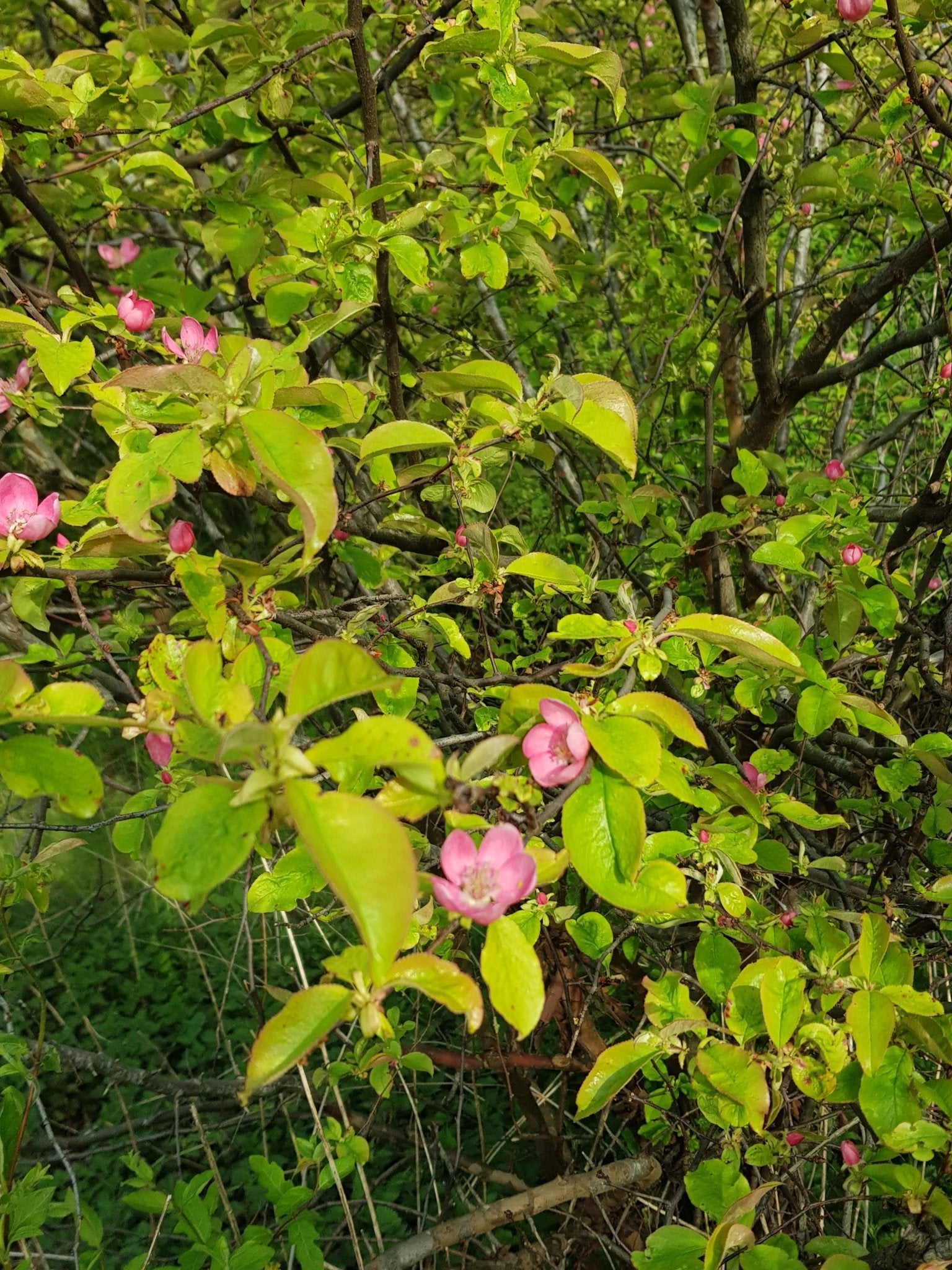 Pseudocydonia sinensis - Herrenkamper Gärten - Pflanzenraritäten