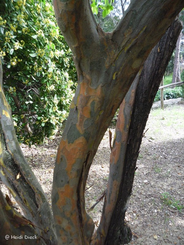 Pseudocydonia sinensis - Herrenkamper Gärten - Pflanzenraritäten