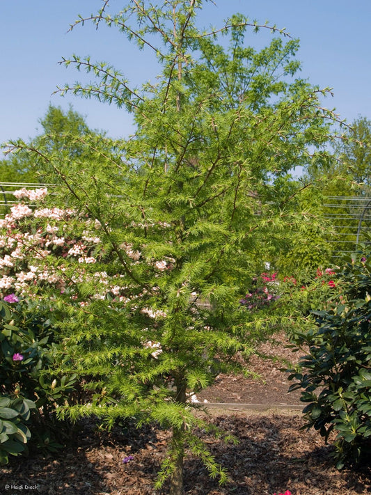 Pseudolarix amabilis - Herrenkamper Gärten - Pflanzenraritäten