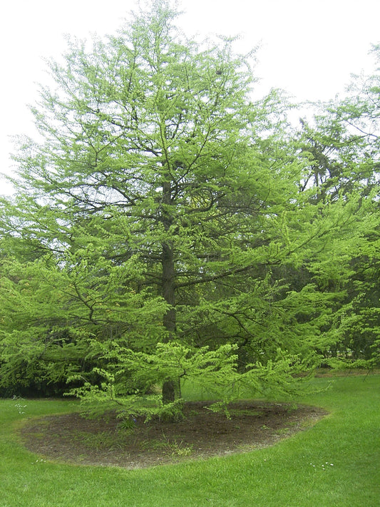 Pseudolarix amabilis - Herrenkamper Gärten - Pflanzenraritäten
