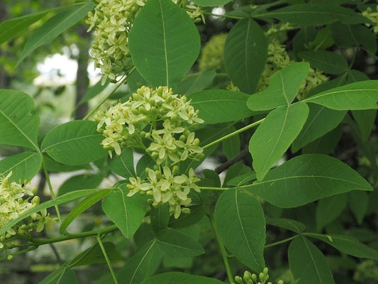 Ptelea trifoliata - Herrenkamper Gärten - Pflanzenraritäten