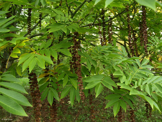 Pterocarya rhoifolia - Herrenkamper Gärten - Pflanzenraritäten