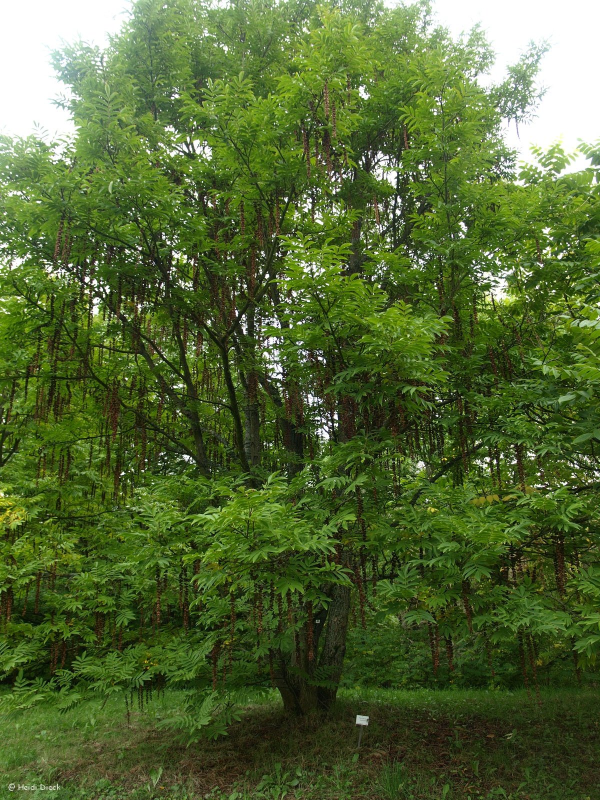 Pterocarya rhoifolia - Herrenkamper Gärten - Pflanzenraritäten