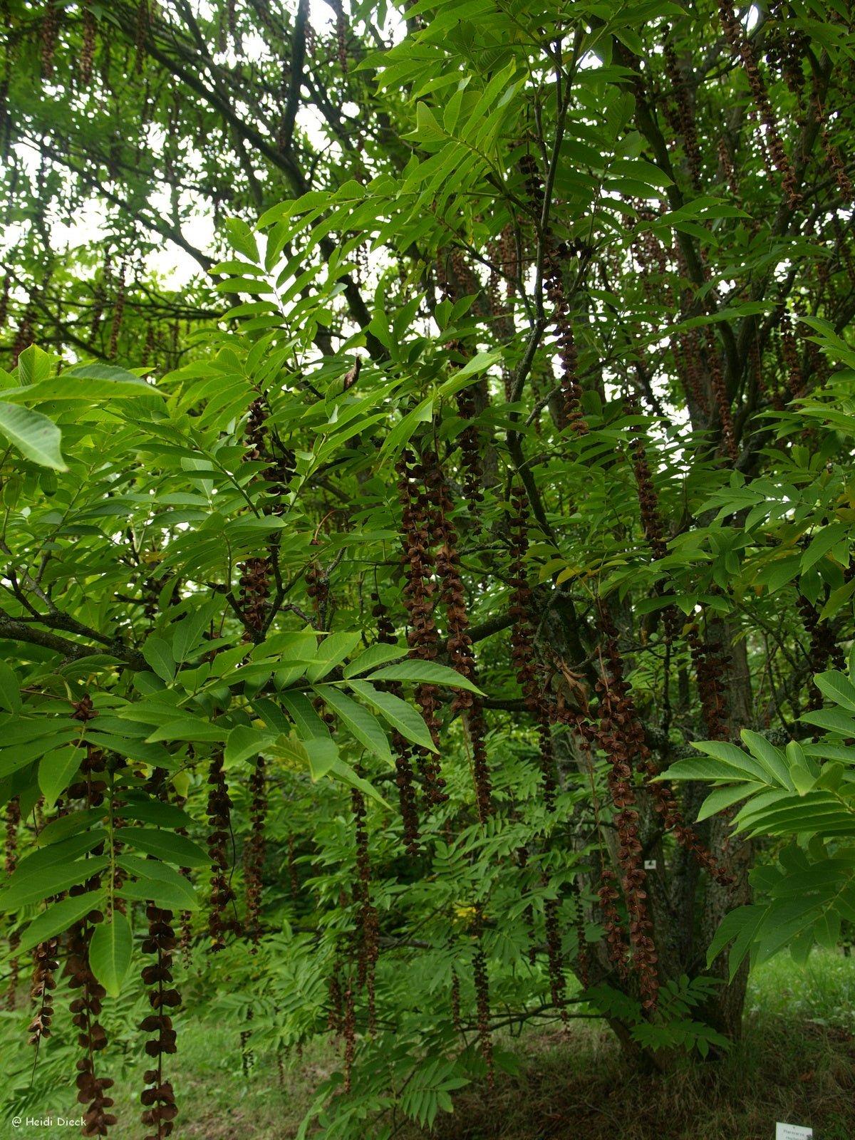 Pterocarya rhoifolia - Herrenkamper Gärten - Pflanzenraritäten