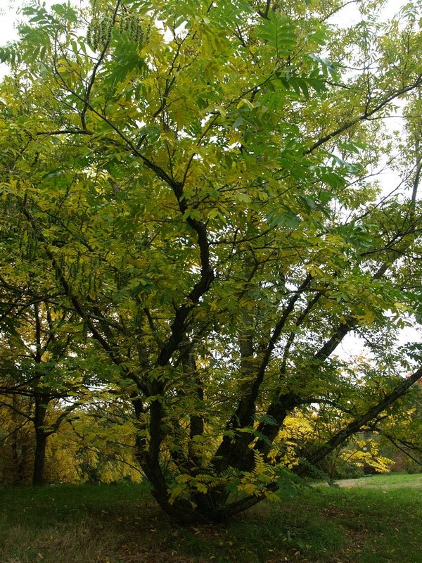 Pterocarya stenoptera - Herrenkamper Gärten - Pflanzenraritäten