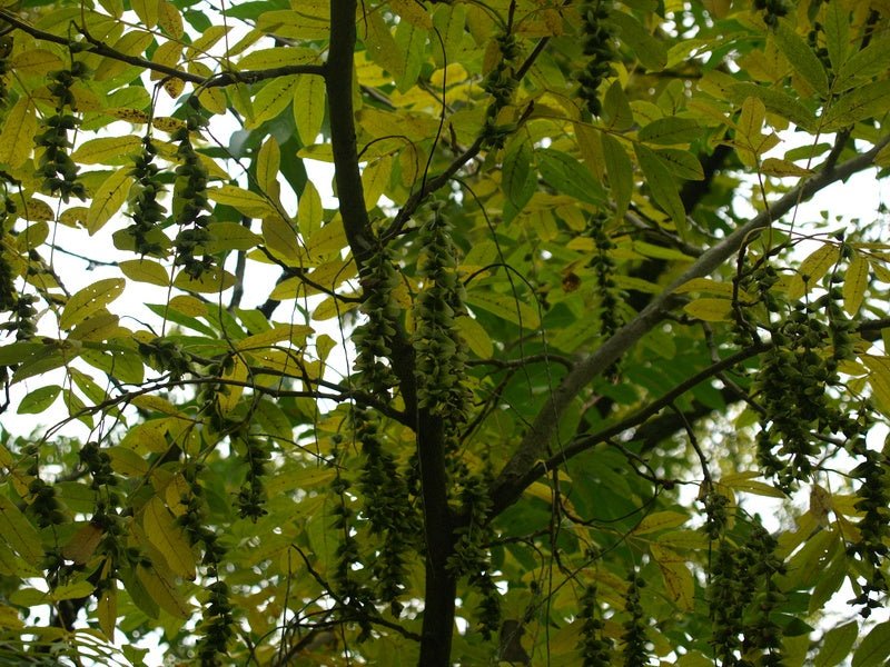 Pterocarya stenoptera - Herrenkamper Gärten - Pflanzenraritäten