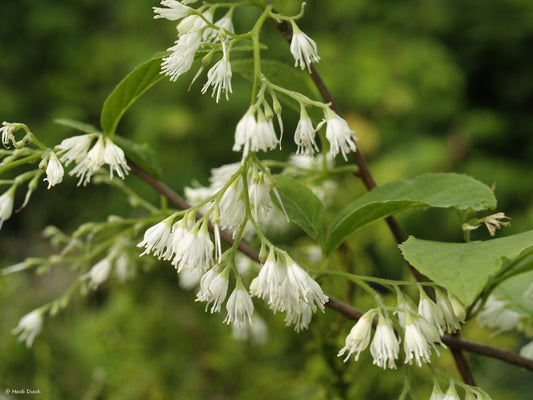 Pterostyrax hispida - Herrenkamper Gärten - Pflanzenraritäten