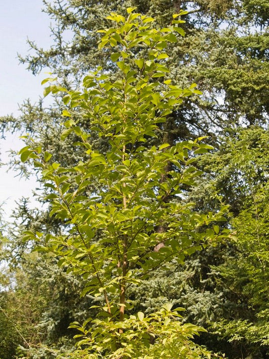 Pterostyrax psilophyllus - Herrenkamper Gärten - Pflanzenraritäten