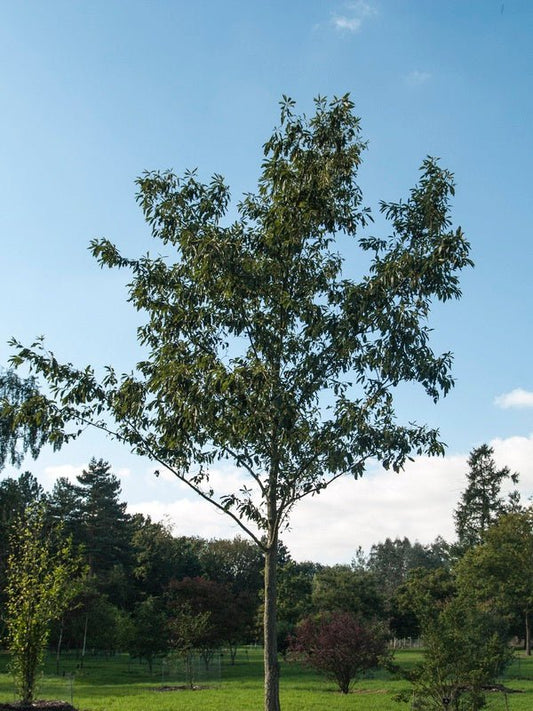 Quercus acutissima - Herrenkamper Gärten - Pflanzenraritäten