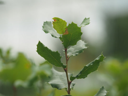 Quercus agrifolia - Herrenkamper Gärten - Pflanzenraritäten