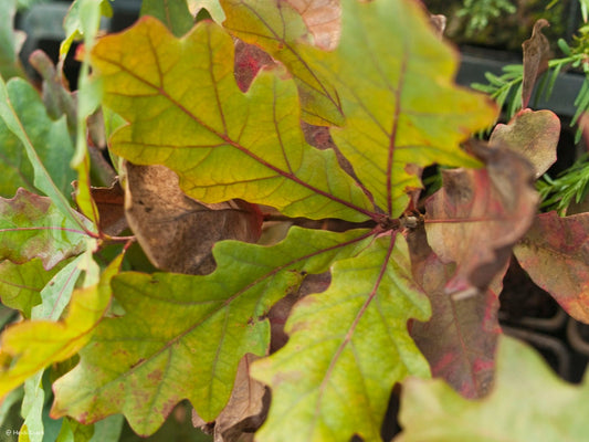 Quercus alba - Herrenkamper Gärten - Pflanzenraritäten