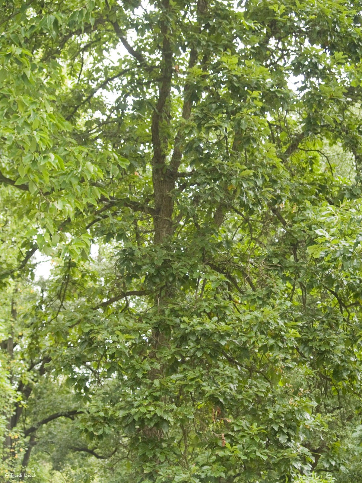 Quercus bicolor - Herrenkamper Gärten - Pflanzenraritäten