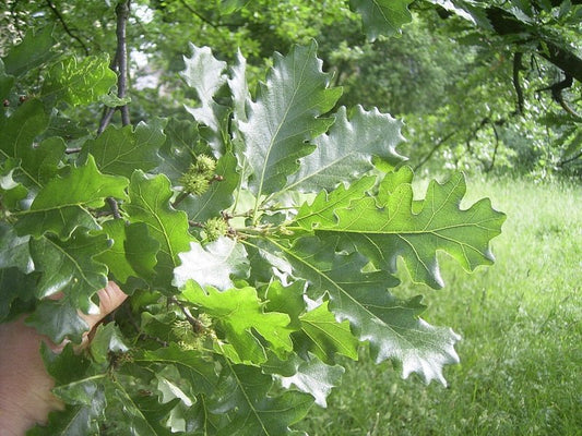 Quercus cerris - Herrenkamper Gärten - Pflanzenraritäten