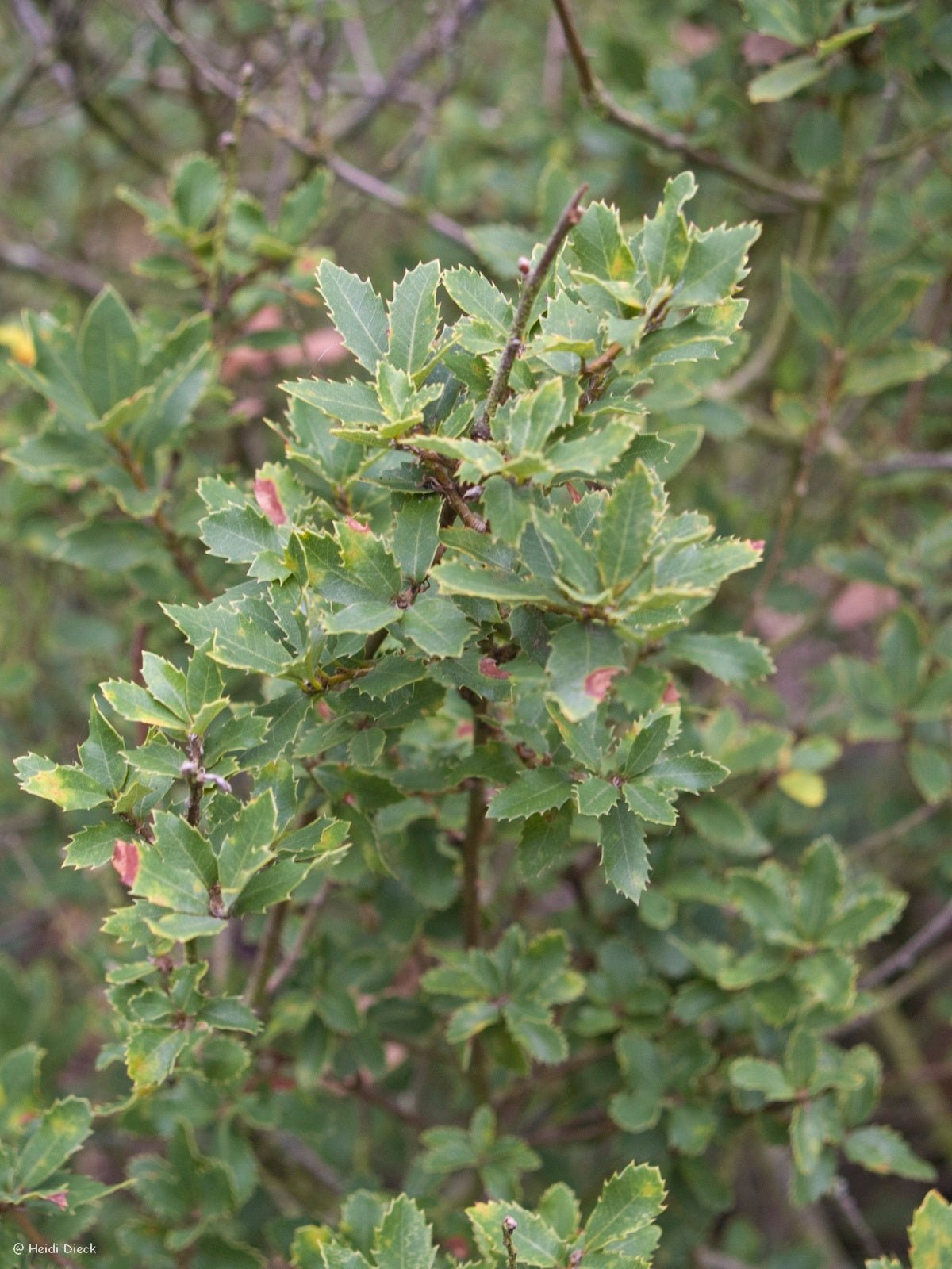 Quercus chrysolepis - Herrenkamper Gärten - Pflanzenraritäten