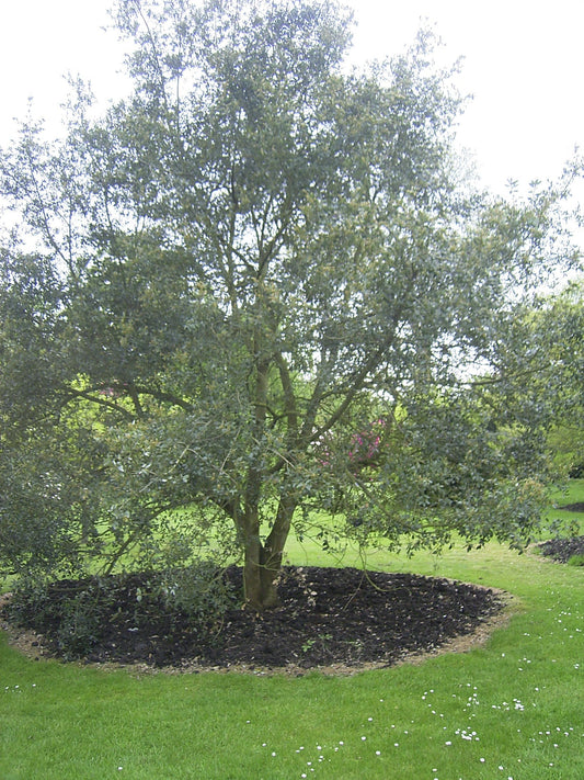 Quercus chrysolepis - Herrenkamper Gärten - Pflanzenraritäten