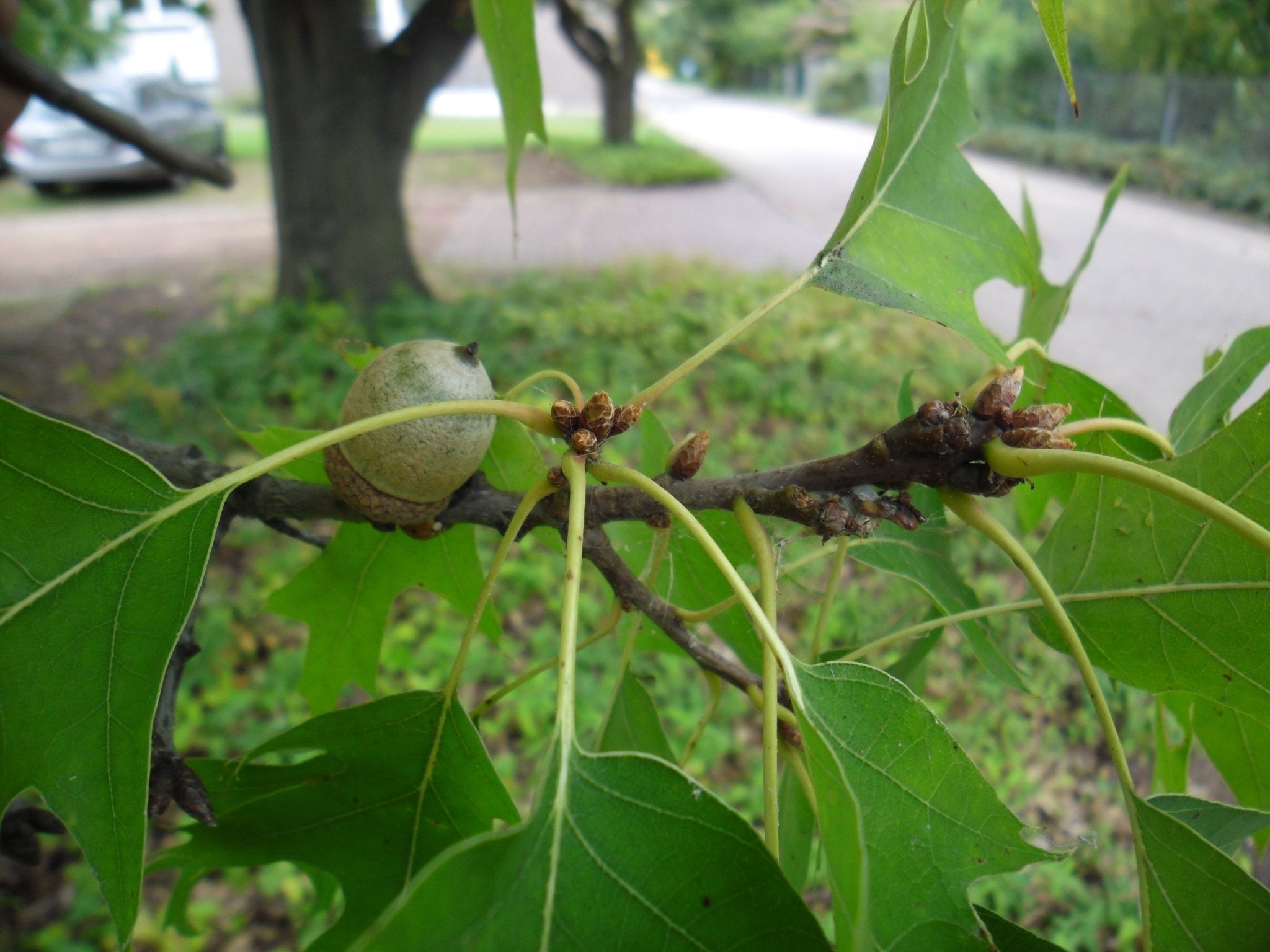 Quercus coccifera - Herrenkamper Gärten - Pflanzenraritäten