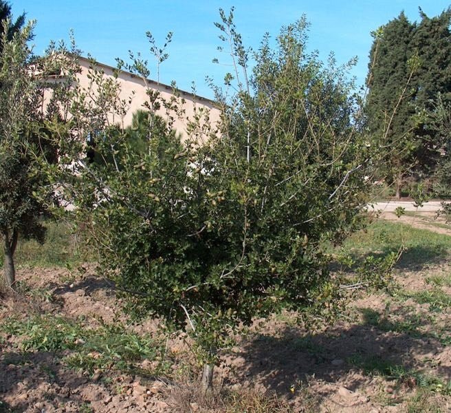 Quercus coccifera - Herrenkamper Gärten - Pflanzenraritäten