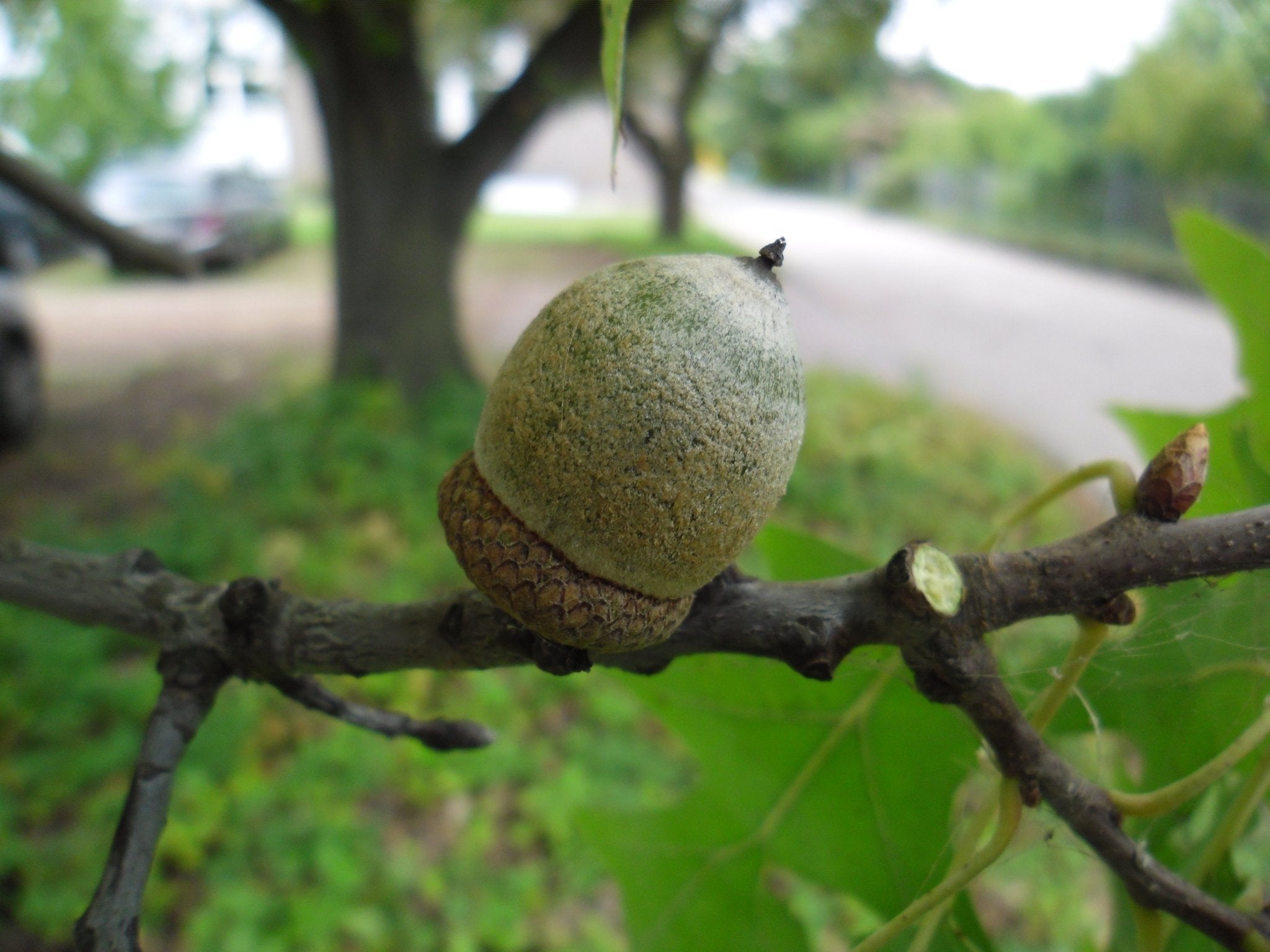 Quercus coccifera - Herrenkamper Gärten - Pflanzenraritäten