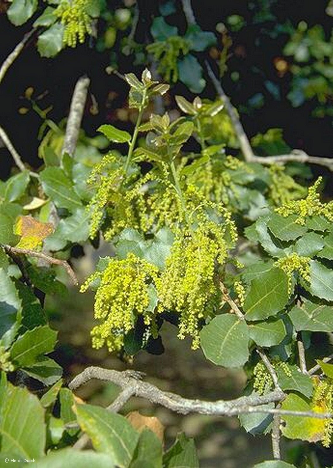 Quercus coccifera - Herrenkamper Gärten - Pflanzenraritäten