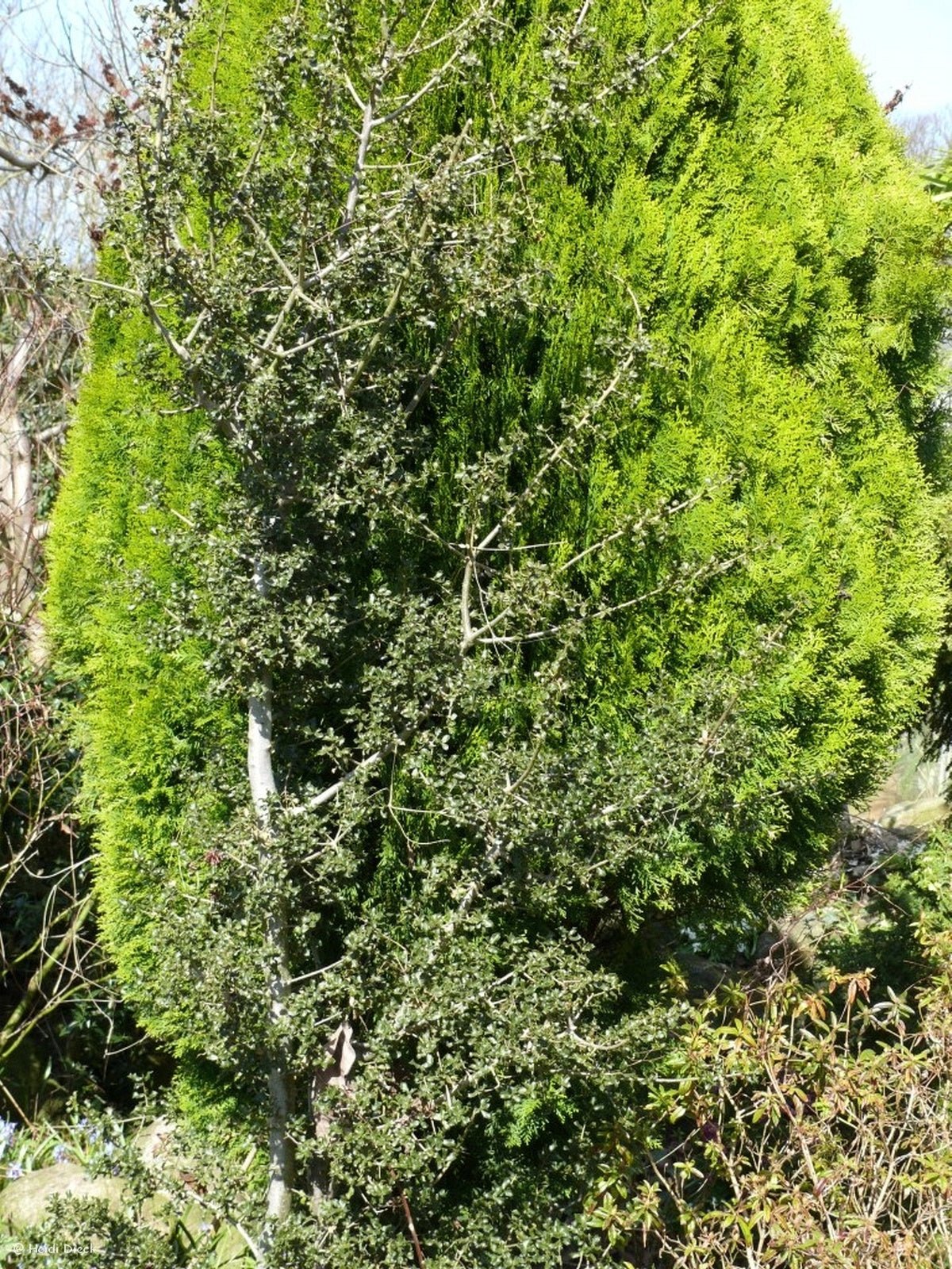 Quercus coccifera - Herrenkamper Gärten - Pflanzenraritäten