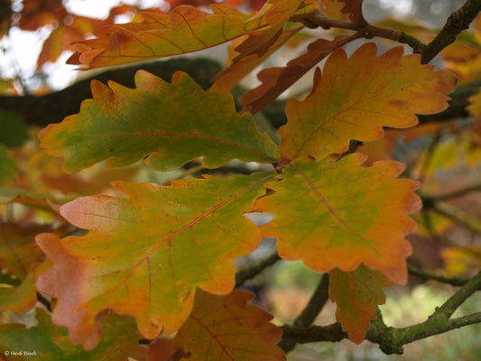 Quercus dentata - Herrenkamper Gärten - Pflanzenraritäten