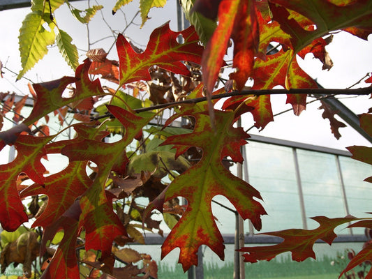 Quercus ellipsoidalis - Herrenkamper Gärten - Pflanzenraritäten