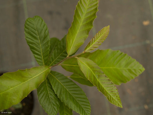 Quercus fabrei - Herrenkamper Gärten - Pflanzenraritäten