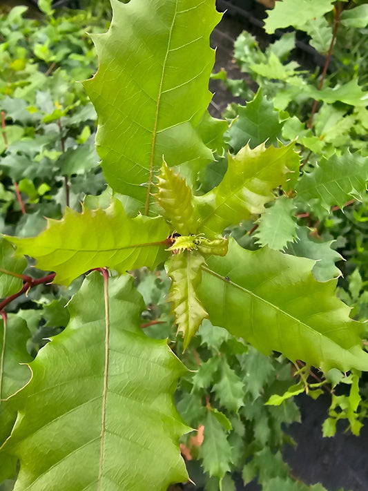 Quercus faginea - Herrenkamper Gärten - Pflanzenraritäten