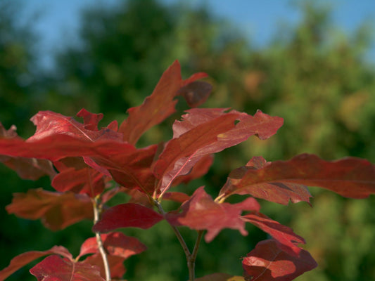 Quercus falcata - Herrenkamper Gärten - Pflanzenraritäten
