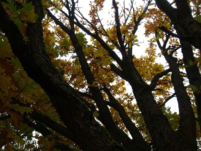 Quercus frainetto - Herrenkamper Gärten - Pflanzenraritäten