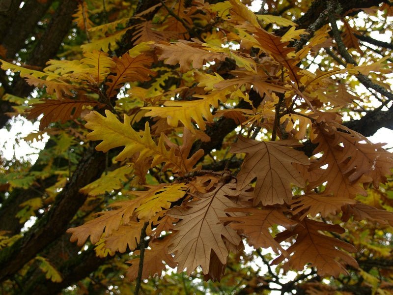 Quercus frainetto - Herrenkamper Gärten - Pflanzenraritäten