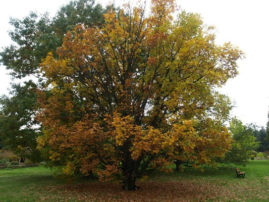 Quercus frainetto - Herrenkamper Gärten - Pflanzenraritäten