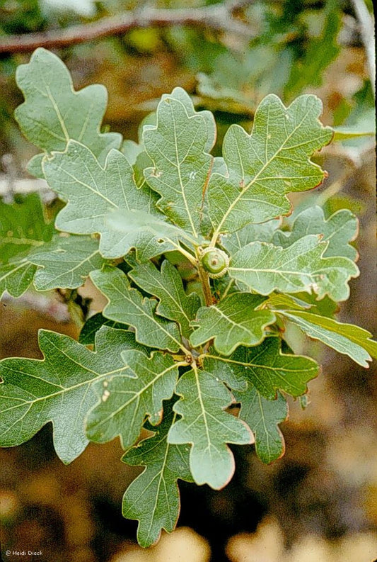 Quercus gambelii - Herrenkamper Gärten - Pflanzenraritäten