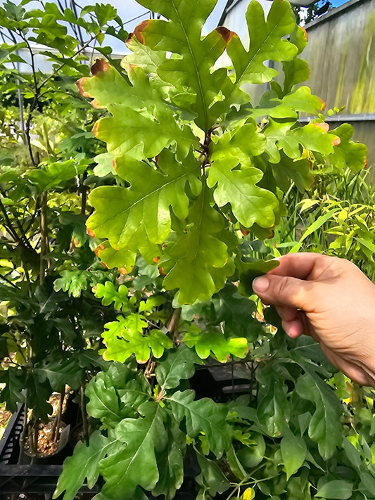 Quercus garryana - Herrenkamper Gärten - Pflanzenraritäten