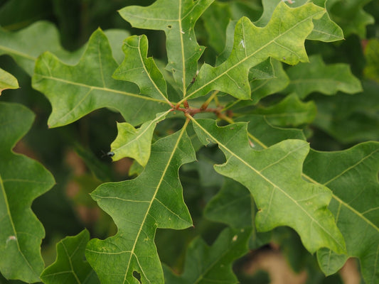 Quercus georgiana - Herrenkamper Gärten - Pflanzenraritäten