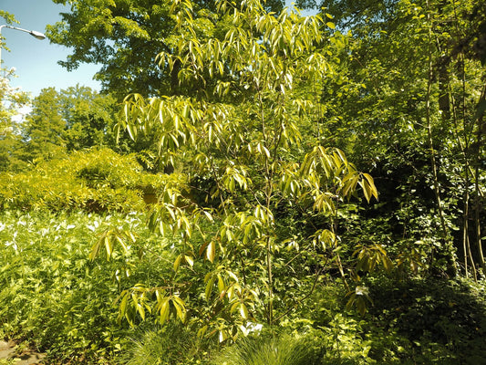 Quercus glauca - Herrenkamper Gärten - Pflanzenraritäten