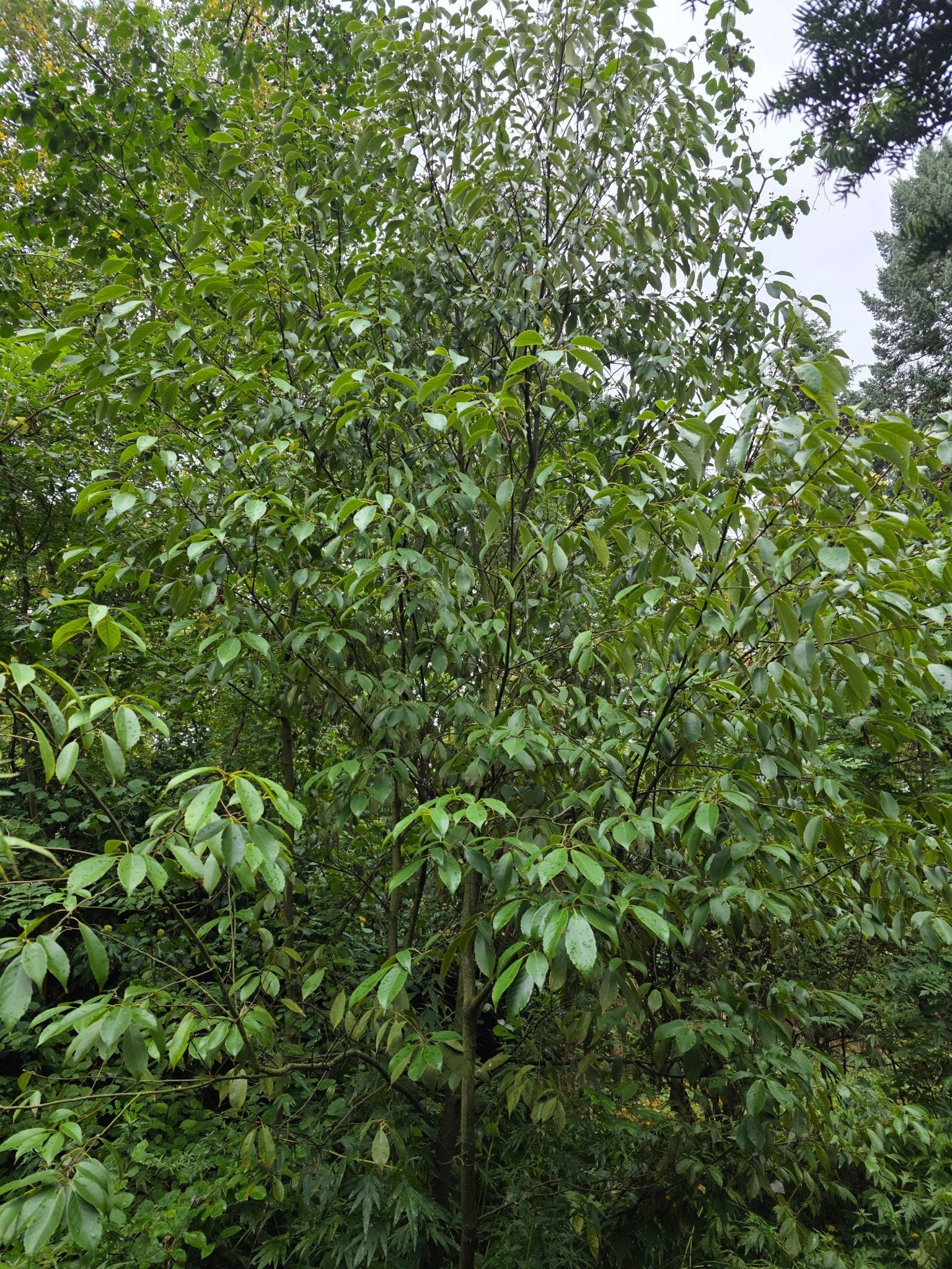 Quercus glauca - Herrenkamper Gärten - Pflanzenraritäten