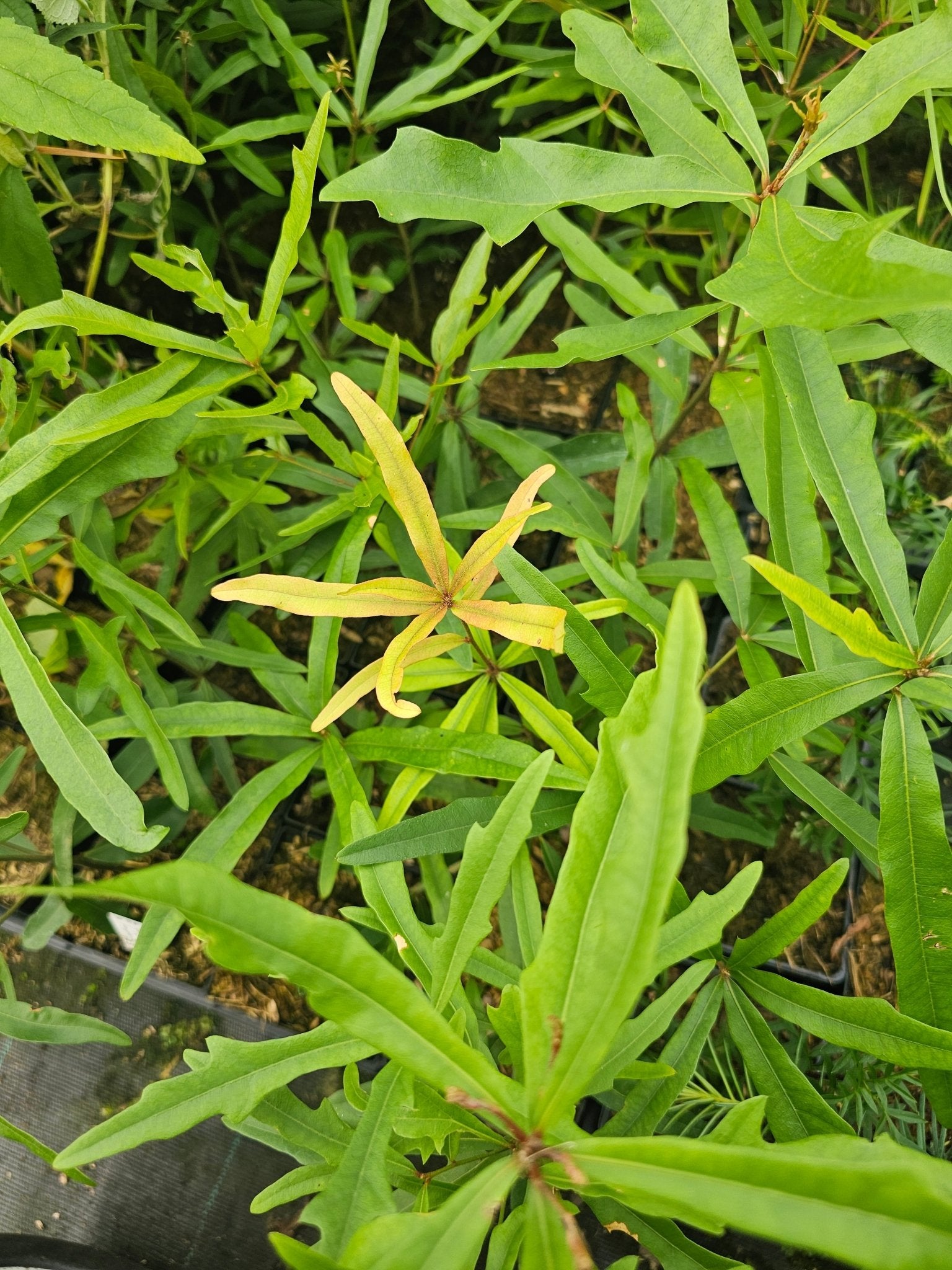 Quercus hemisphaerica - Herrenkamper Gärten - Pflanzenraritäten